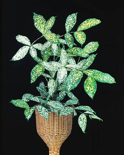 Una planta tropical. También en casa puede dar satisfacciones © Giuseppe Mazza