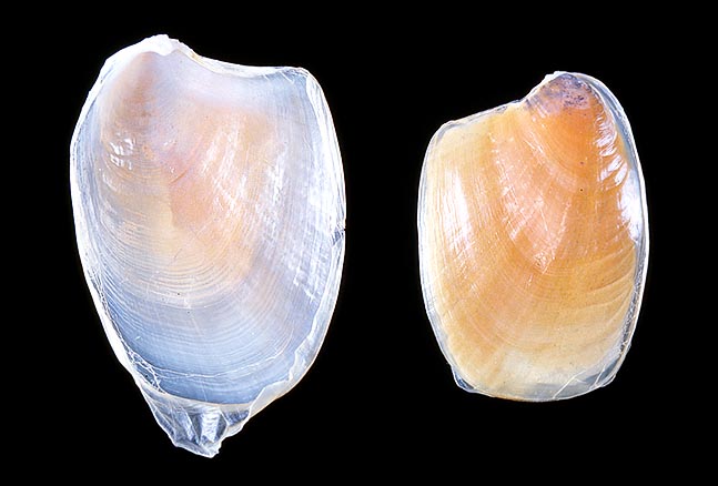 Two shells of Aplysia fasciata ventrally and dorsally seen © Giuseppe Mazza