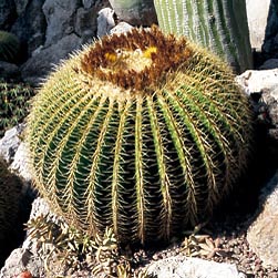 Echinocactus grusonii - Monaco Nature Encyclopedia