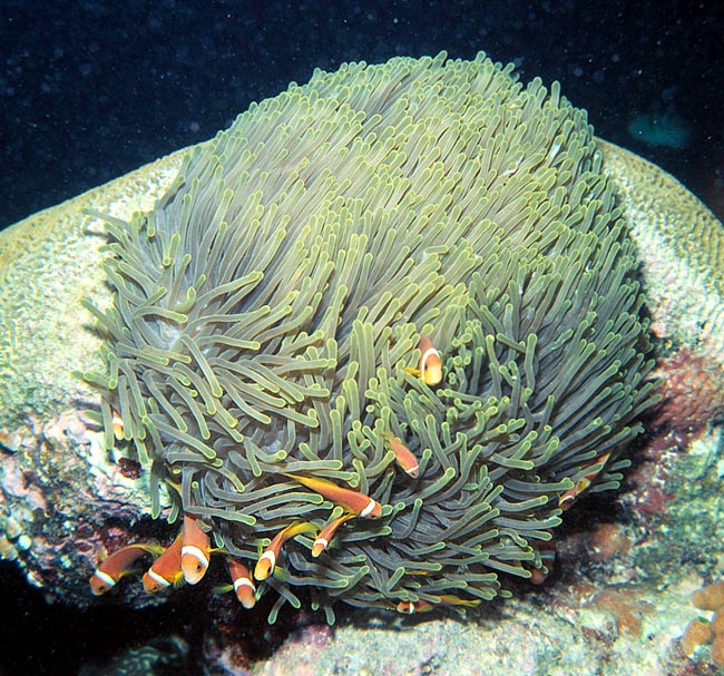 Amphiprion nigripes, Pomacentridae, Pez Payaso de las Maldivas Amphiprion nigripes, Pomacentridae, Pez Payaso de las Maldivas