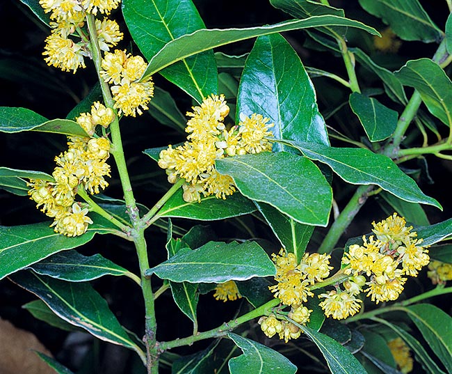 Laurus nobilis, Lauraceae, laurel