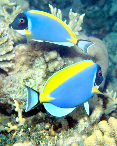 Acanthurus leucosternon, Powderblue surgeonfish, Acanthuridae Acanthurus leucosternon, Powderblue surgeonfish, Acanthuridae