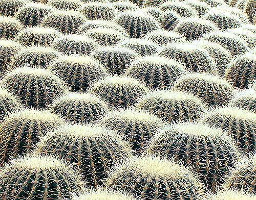 Echinocactus grusonii in un semenzaio © Giuseppe Mazza