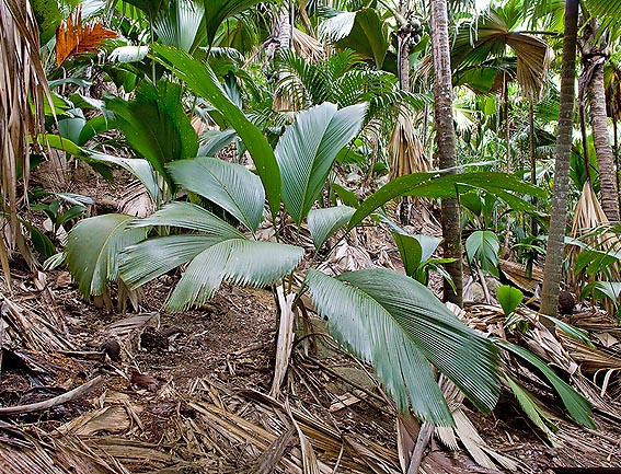 Espèce endémique des Seychelles et très décorative. Cultivable seulement sous les tropiques © Giuseppe Mazza