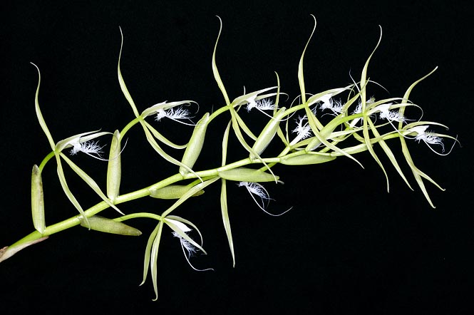 Epidendrum ciliare has 10-30 cm inflorescences. Greenish 9 cm sepals and petals, white labella © Giuseppe Mazza