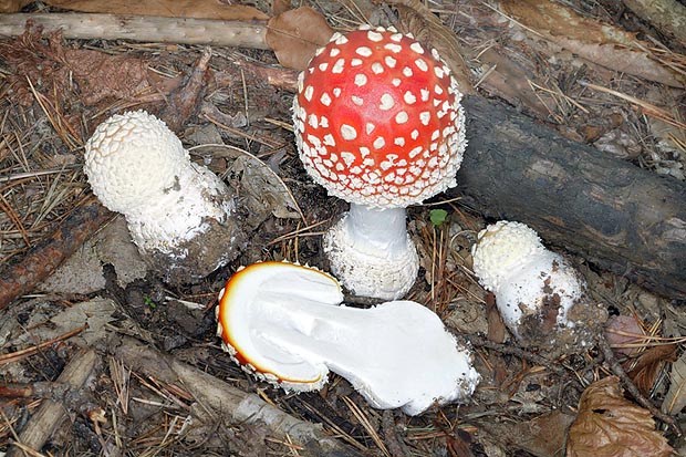 Growing specimen and section of Amanita muscaria © Giuseppe Mazza