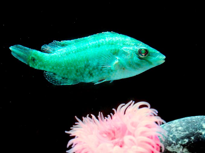 Il existe de rares spécimens de couleur émeraude, et les taches s’atténuent selon l’humeur du poisson © G. Mazza