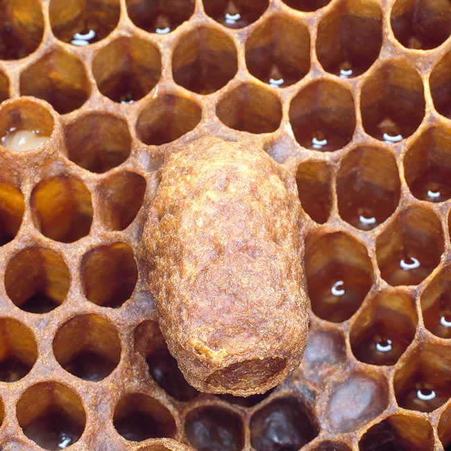 Favo con cella di ape regina © Giuseppe Mazza