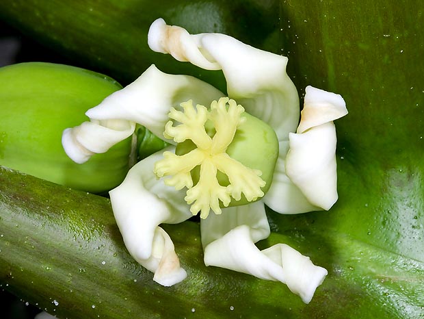 Fecundated female flower with showy stigma. All papaya flowers have 5 petals © Giuseppe Mazza