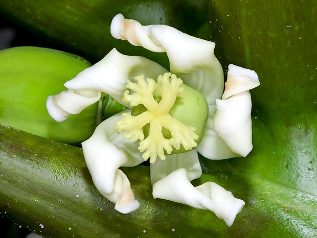 Fleur femelle fécondée avec un stigmate bien visible. Toutes les fleurs de la papaye ont 5 pétales © G. Mazza