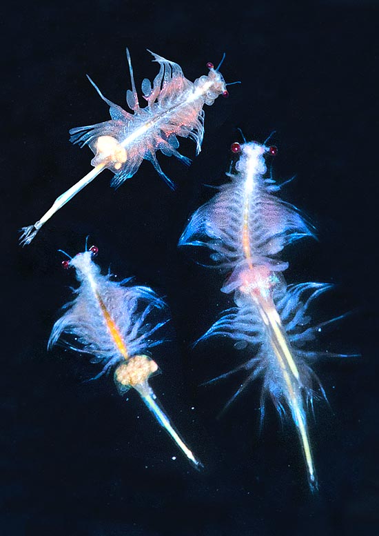 Ventrally and dorsally seen females with eggs, and a mating © Giuseppe Mazza