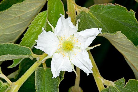 Fleur de la Muntingia calabura © Giuseppe Mazza