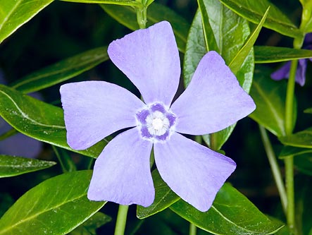 Flower of Vinca minor © Giuseppe Mazza