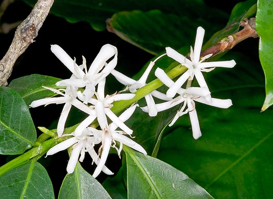 Flowers of Coffea arabica © Giuseppe Mazza