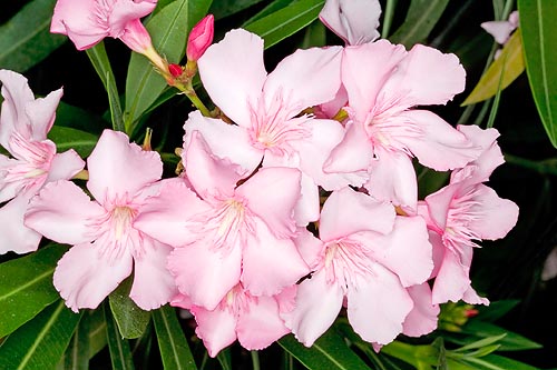 Flowers of Nerium oleander © Giuseppe Mazza