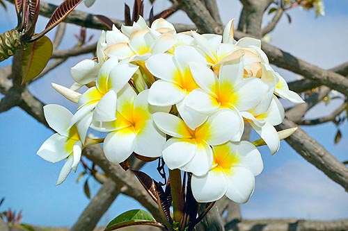 Spesso viene confusa con questa Plumeria rubra di colore bianco a fauce gialla © Mazza