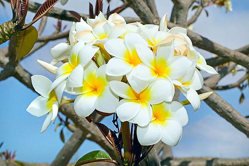 Es confundida a menudo con las Plumeria rubra blancas con fauces amarillas como esta © Giuseppe Mazza