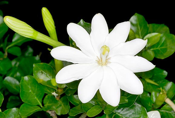 Gardenia thunbergia, Rubiaceae, gardène de Thunberg Gardenia thunbergia, Rubiaceae, gardène de Thunberg