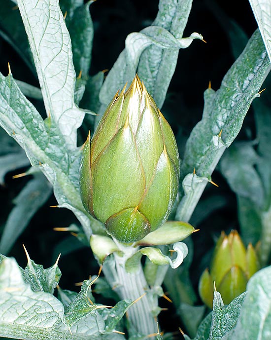 Forma cultivada de alcachofa. El fruto en capullo es mucho más carnoso © Giuseppe Mazza