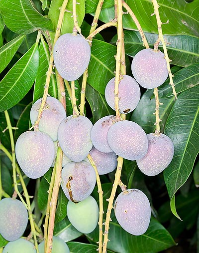Edible fruits and rootstock for common mango © Giuseppe Mazza
