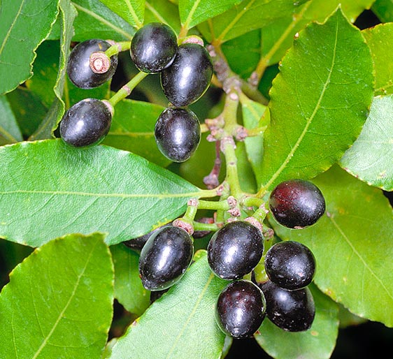 Laurus nobilis, Lauraceae, Laurier-sauce