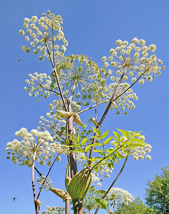 Fruits and roots have medicinal virtues, but is unadvised for ulcers and tans © Giuseppe Mazza