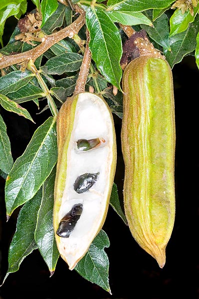 Fruto seccionado con semillas negruzcas y pulpa comestible © Mazza