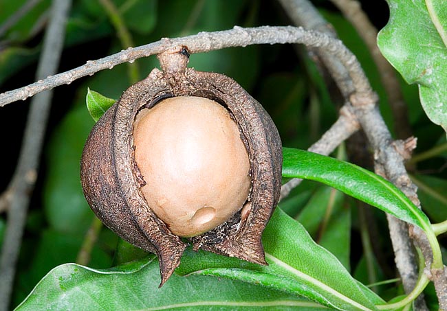 Frutto maturo aperto con l'endocarpo legnoso contenente un seme edule di 1,2-2,5 cm © Giuseppe Mazza