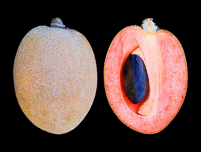 Fruto seccionado con una semilla. Es rico en azúcar, proteínas, minerales y vitaminas A y C © Giuseppe Mazza