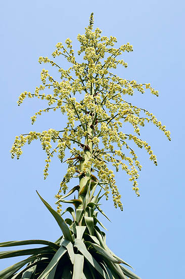 Espectacular inflorescencia de Furcraea bedinghausii © Mazza