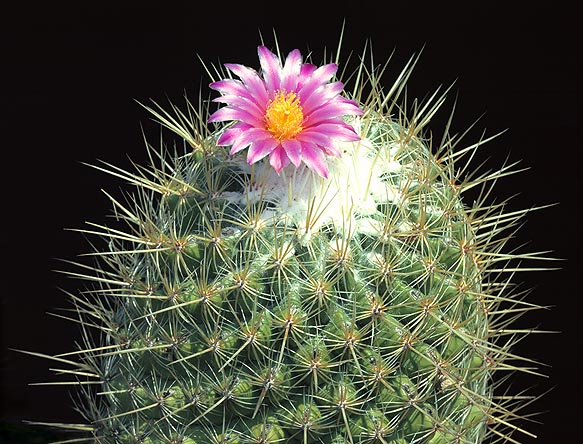 Mide 30 cm y 15 cm de diámetro. Flores diurnas. Cultivación fácil © Giuseppe Mazza