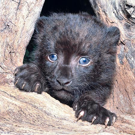 Young melanistic specimen of Panthera pardus © Giuseppe Mazza