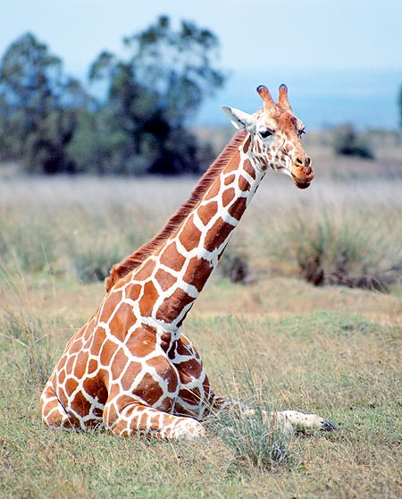 Giraffa camelopardalis reticulata © Giuseppe Mazza