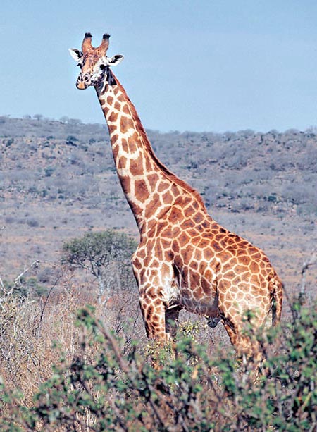 Giraffa camelopardalis rothschildi © Giuseppe Mazza