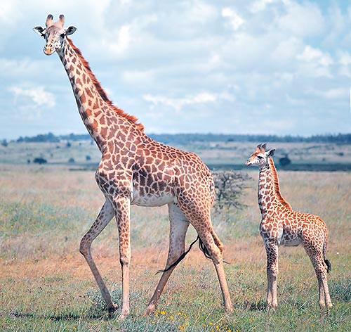 Giraffa camelopardalis tippelskirchi avec un petit né depuis peu et déjà haut de 2 m © Giuseppe Mazza