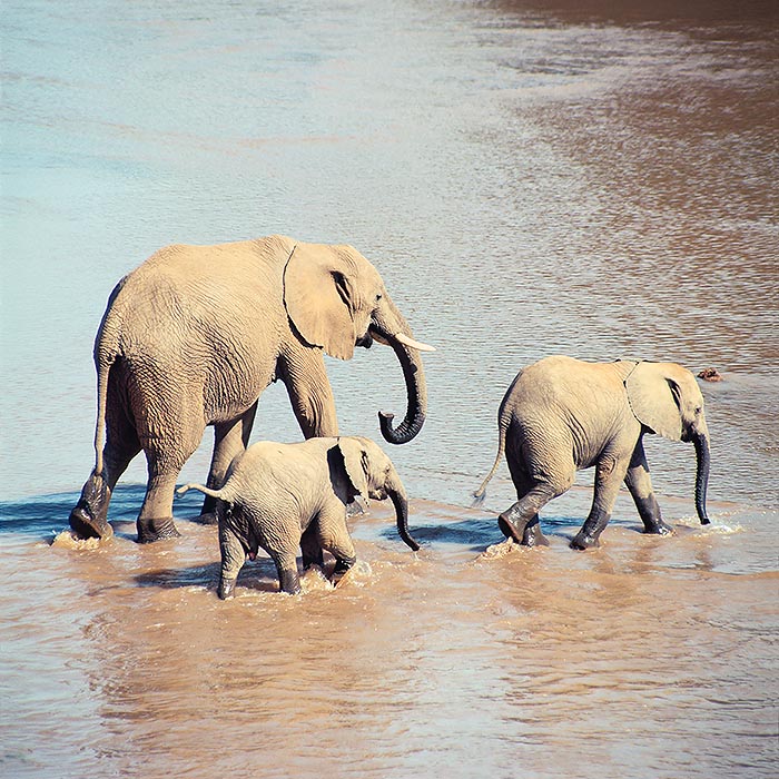 Elephants can't do without water and often travel a lot to find it © Giuseppe Mazza