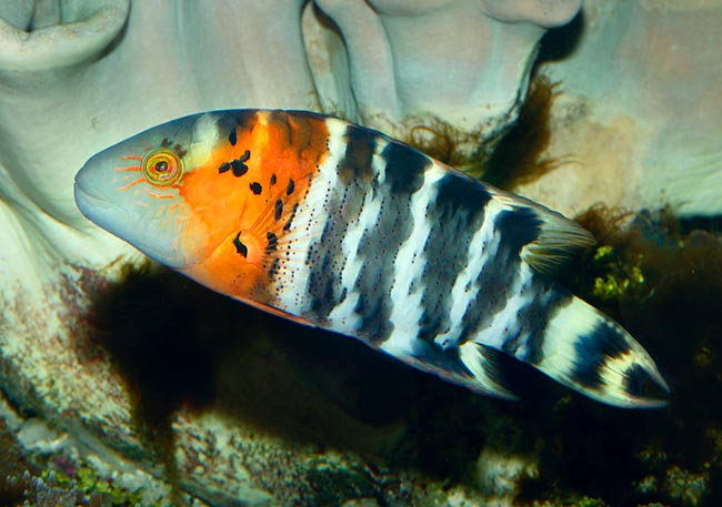 Cheilinus fasciatus, Labridae, Labride dal petto rosso Cheilinus fasciatus, Labridae, Labride dal petto rosso