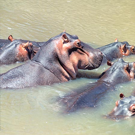 Gli ippopotani sono fra gli erbivori più aggressivi © Giuseppe Mazza