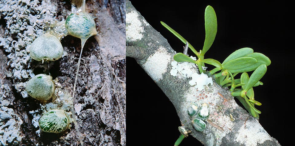 Viscum album, Santalaceae, muérdago común