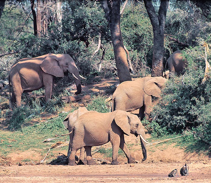 Loxodonta africana, Elephantidae, Éléphant de savane d'Afrique
