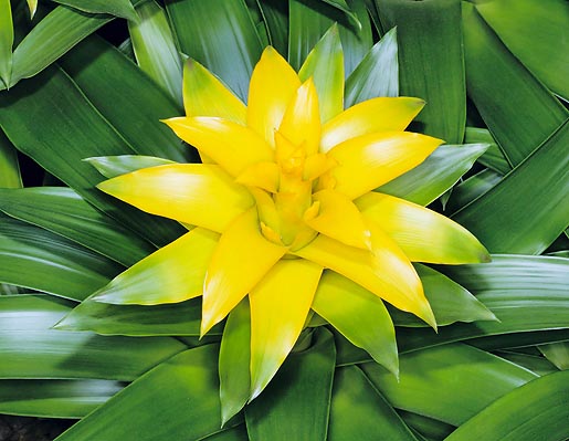 Guzmania lingulata, Hilda, Bromeliaceae