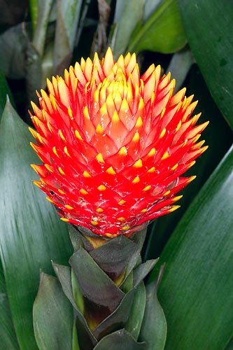 Guzmania conifera, Bromeliaceae