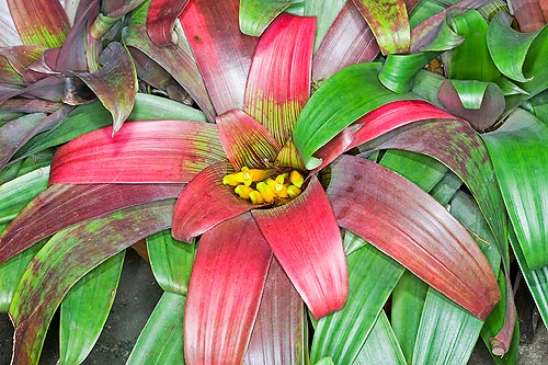 Guzmania sanguinea, Bromeliaceae, huaicundo