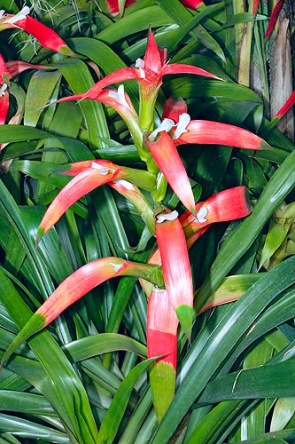 Guzmania wittmackii, Bromeliaceae