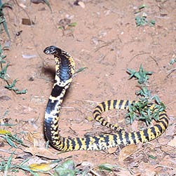 Lelapiidae Elapidae Archivi - Monaco Nature Encyclopedia