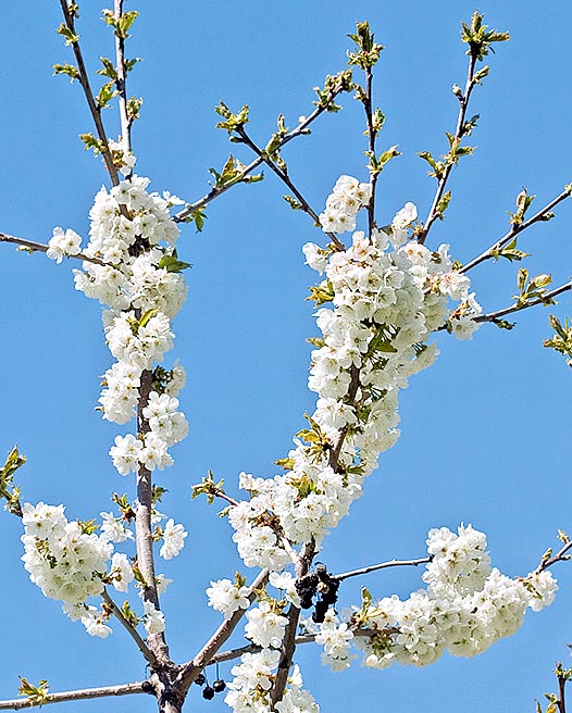 Wild cherry Prunus avium var sylvestris Plant 