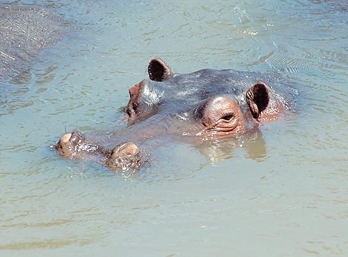  Nostrils, eyes and ears surface, like crocodiles do © Giuseppe Mazza