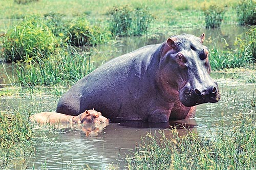  Hippopotamus amphibius con el pequeño © Giuseppe Mazza