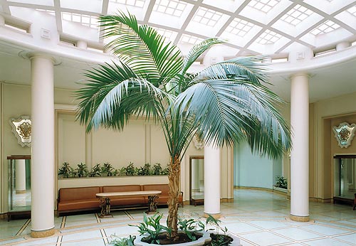 The Howea forsteriana is much used for indoor decoration © Giuseppe Mazza
