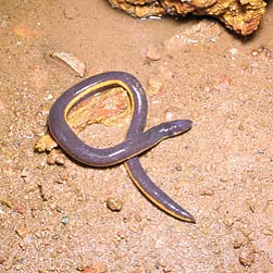 Ichthyophis glutinosus Monaco Nature Encyclopedia